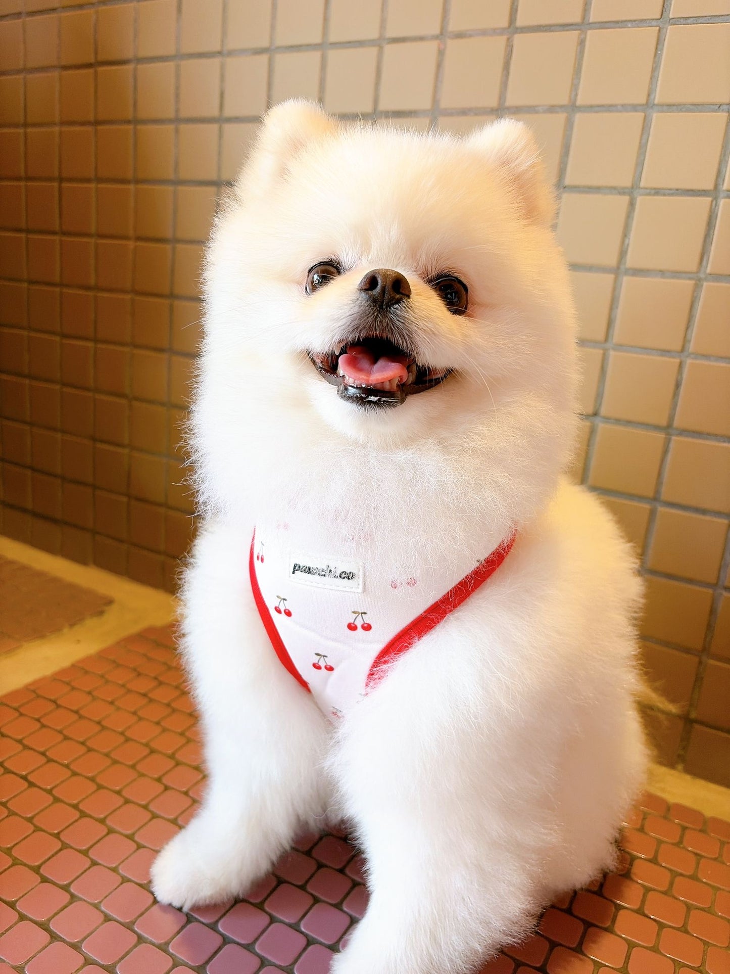 Cherry Harness