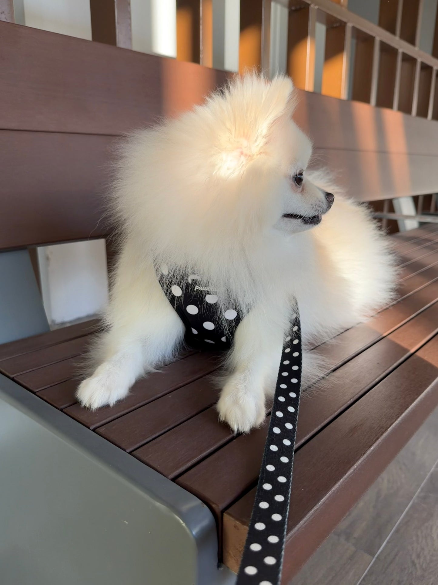 Black Polka Harness